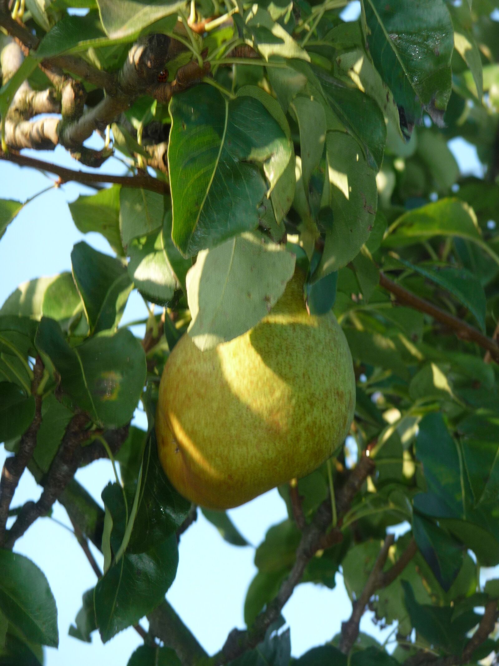 Panasonic Lumix DMC-TZ5 sample photo. Peer, tree, fruits photography