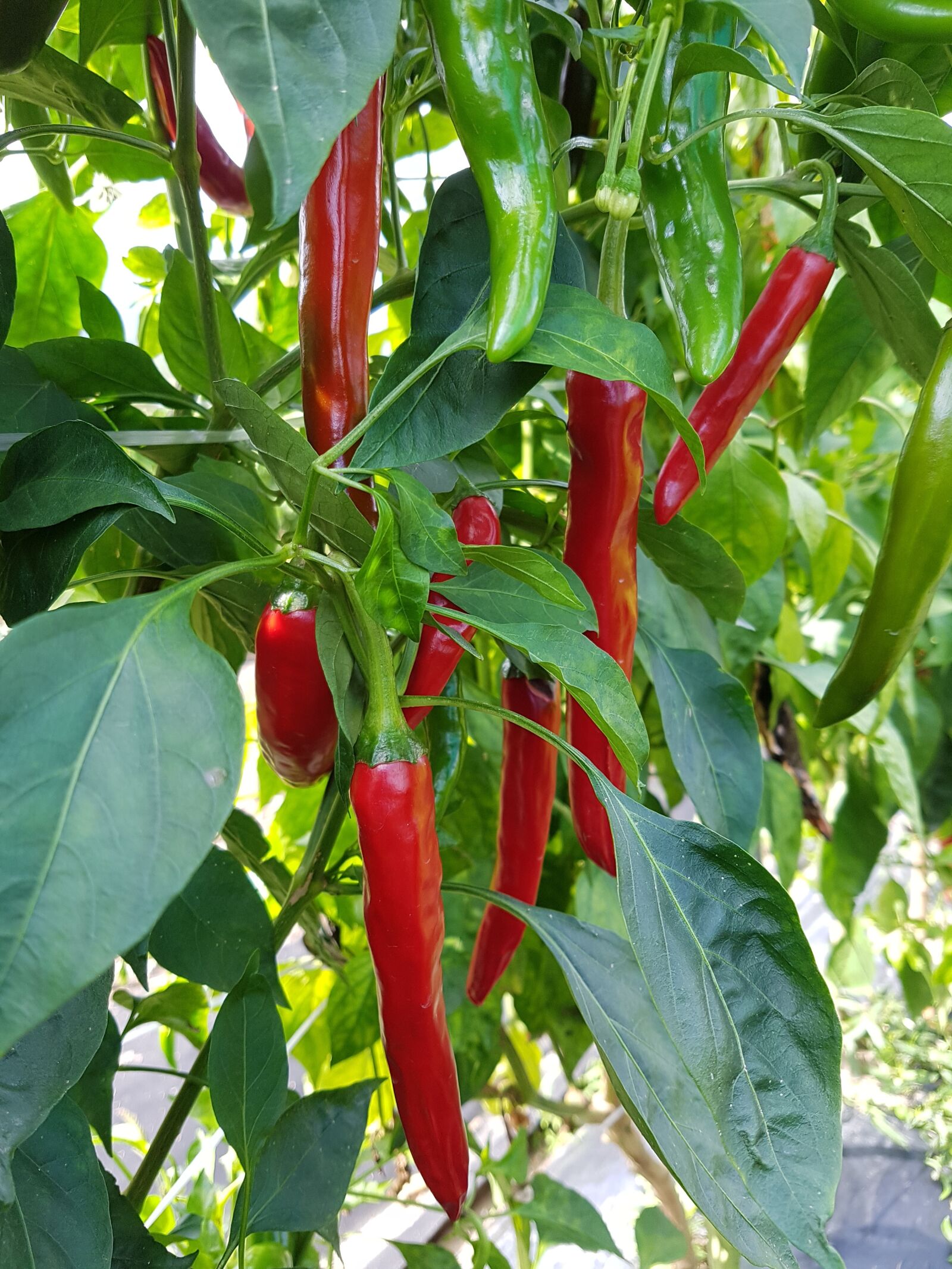 Samsung Galaxy S7 sample photo. Green peppers, vegetable, spice photography