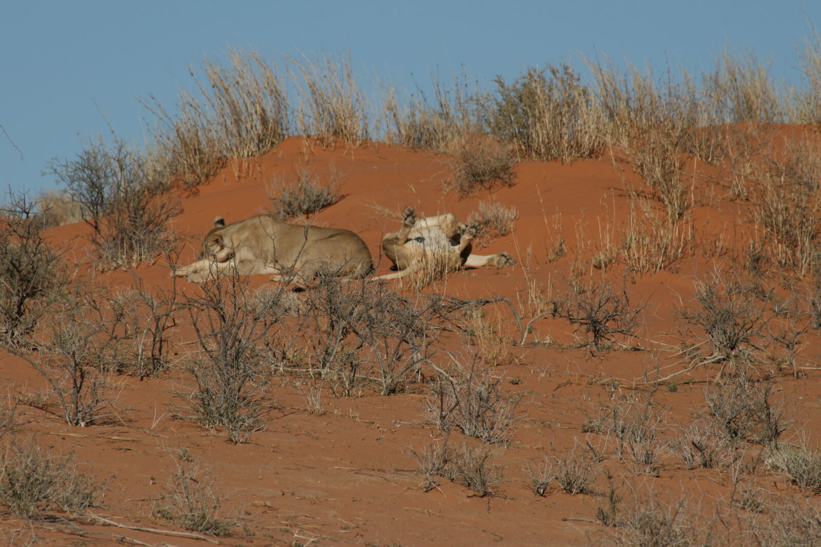 Canon EOS 400D (EOS Digital Rebel XTi / EOS Kiss Digital X) sample photo. Animal, desert, lionesses, lions photography