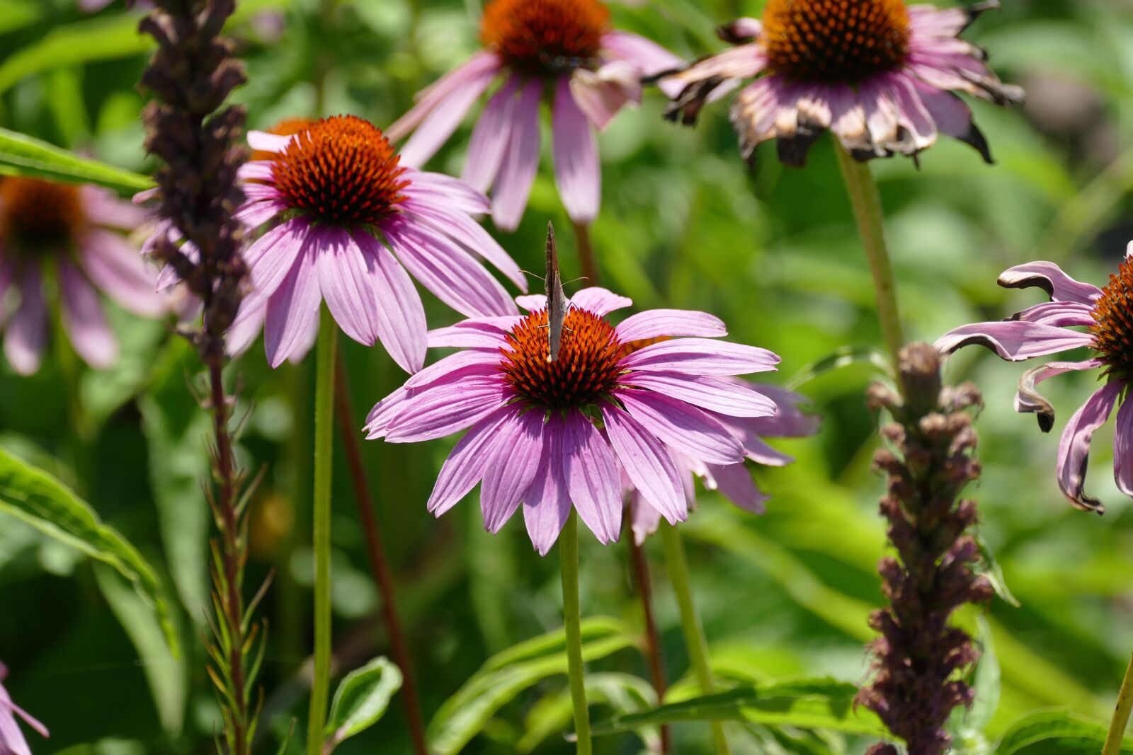 Panasonic Lumix DMC-FZ1000 sample photo. Blossom, bloom, echinacea photography