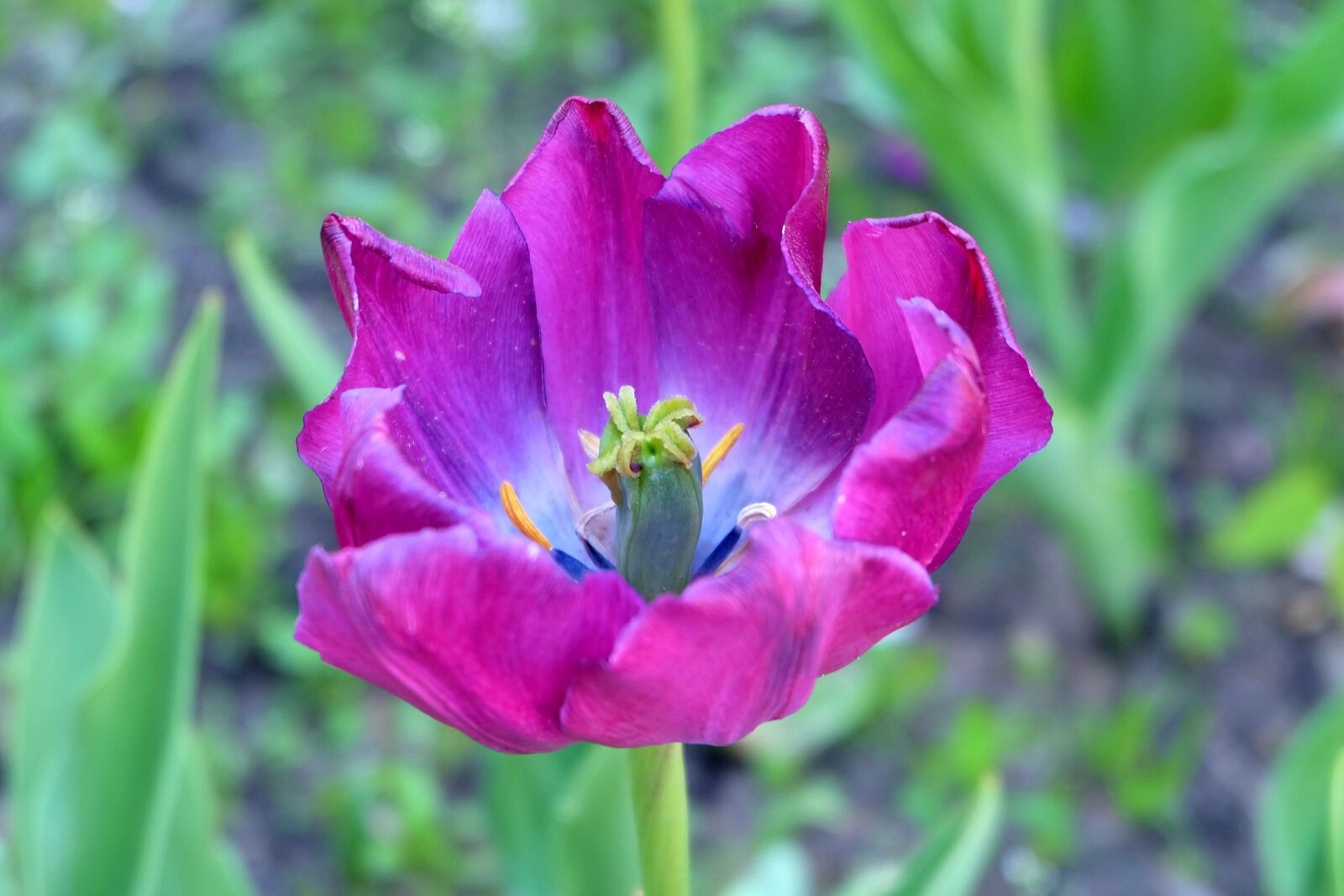 Fujifilm X-A2 + Fujifilm XC 16-50mm F3.5-5.6 OIS II sample photo. Tulip, flower, spring photography