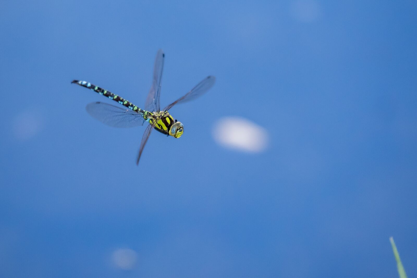 Nikon D750 sample photo. Biotope, dragonfly, valais photography