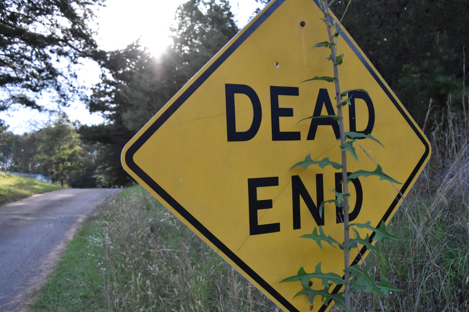 Nikon D5500 sample photo. Dead end, road, pines photography