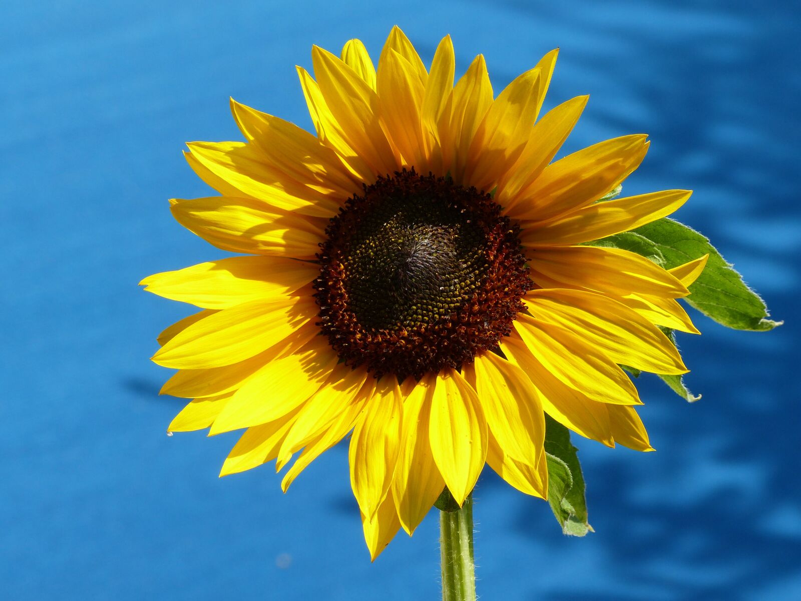 Panasonic Lumix DMC-FZ200 sample photo. Sunflower, blue sky, blossom photography