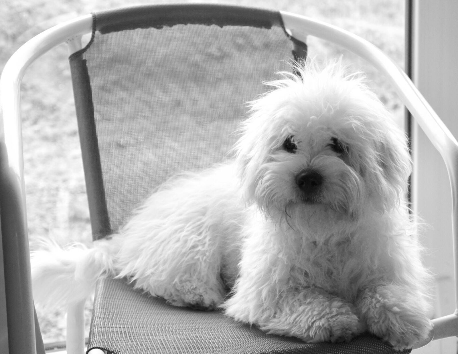 Nikon D5200 sample photo. Cotton tulear, dog, young photography