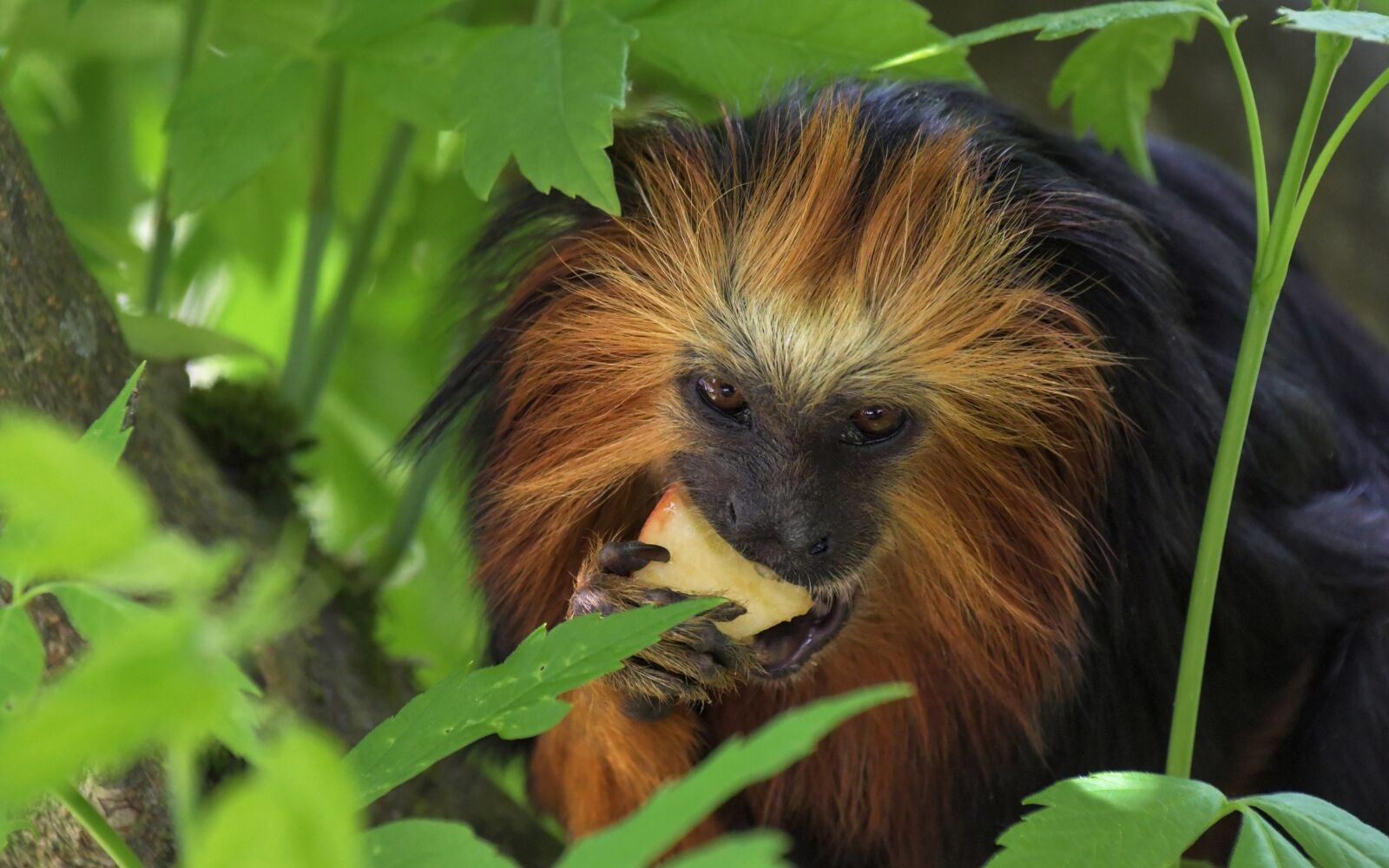 Nikon D500 sample photo. Monkey, tamarind, primate photography