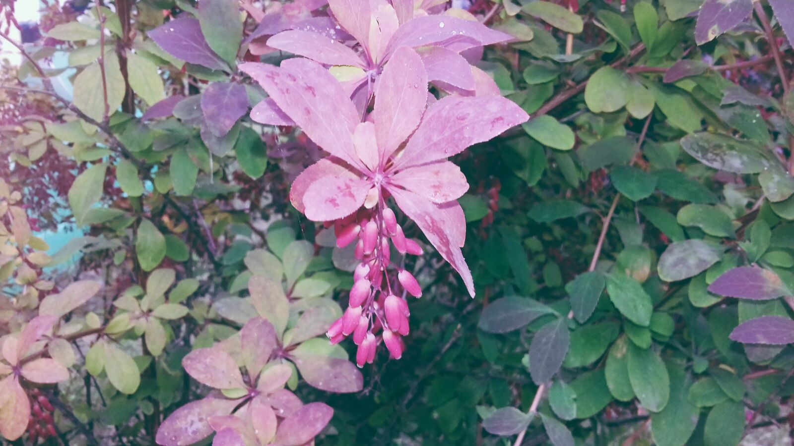 Samsung Galaxy J3(2016) sample photo. Leaves, plant, leaf photography