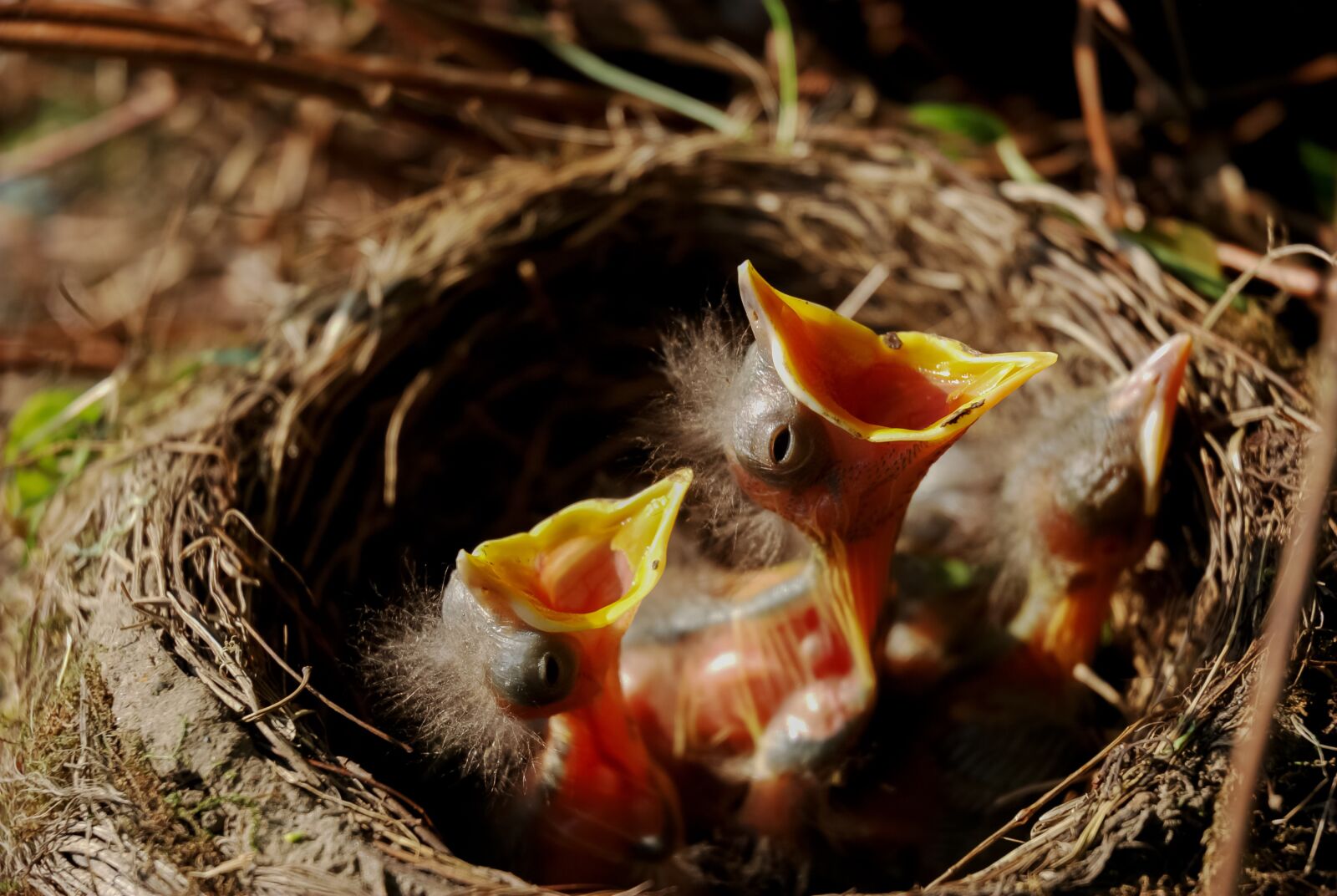 Nikon D80 sample photo. Nest, chicks, bird's nest photography