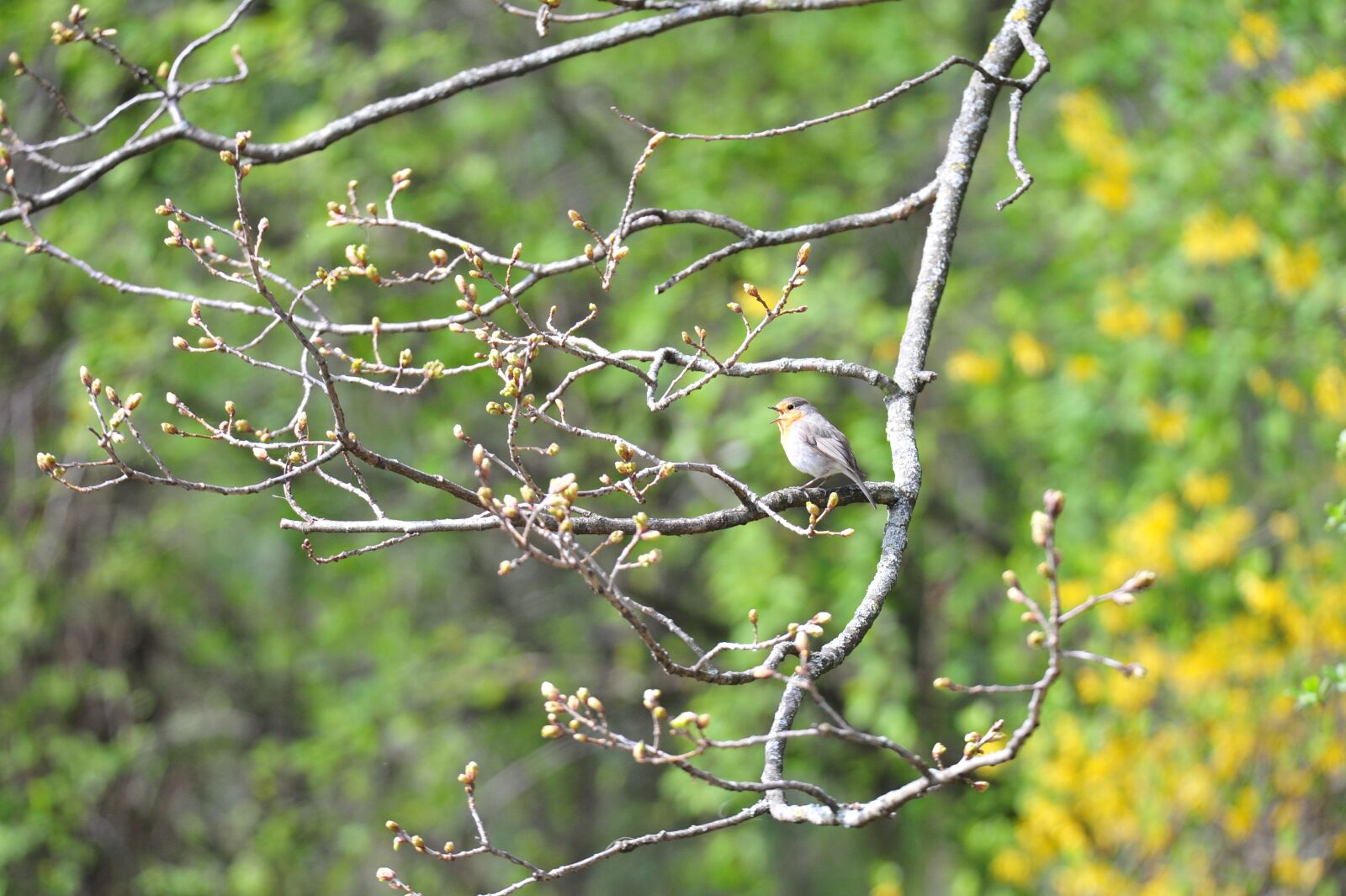Nikon D700 sample photo. Nature, tree, plant photography