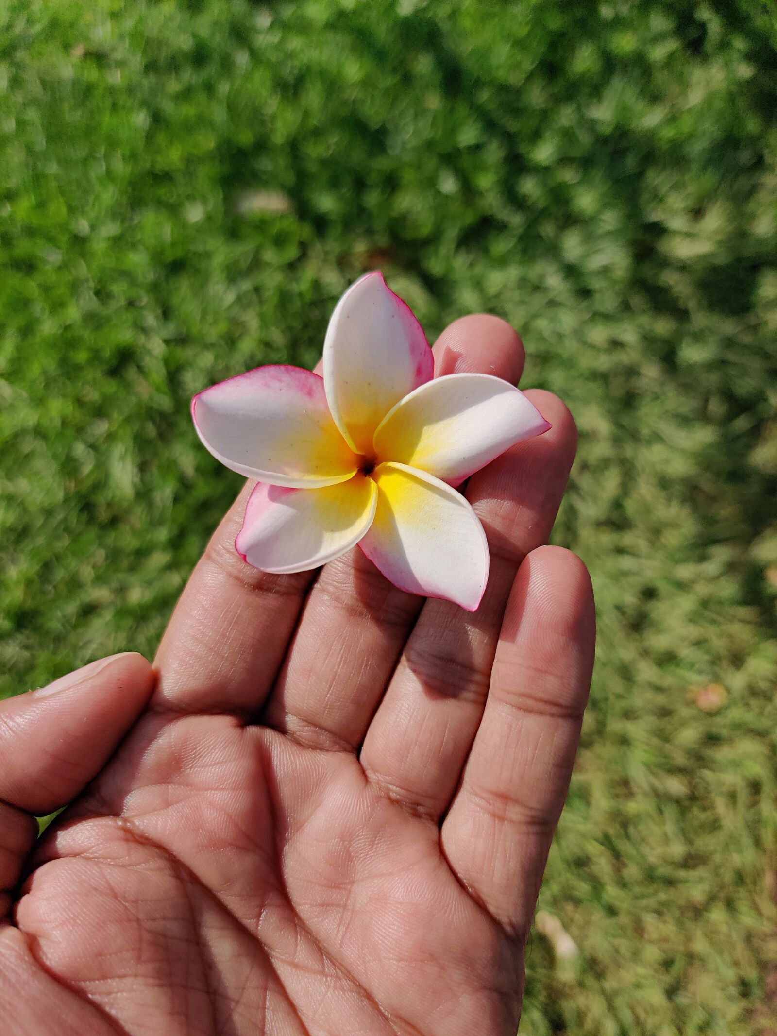 OnePlus HD1901 sample photo. Plumeria, frangipani, flower photography
