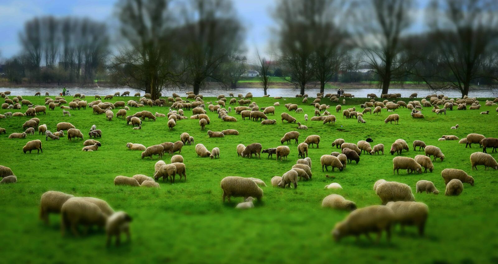 Nikon D3300 sample photo. Livestock, herd, grass, agriculture photography