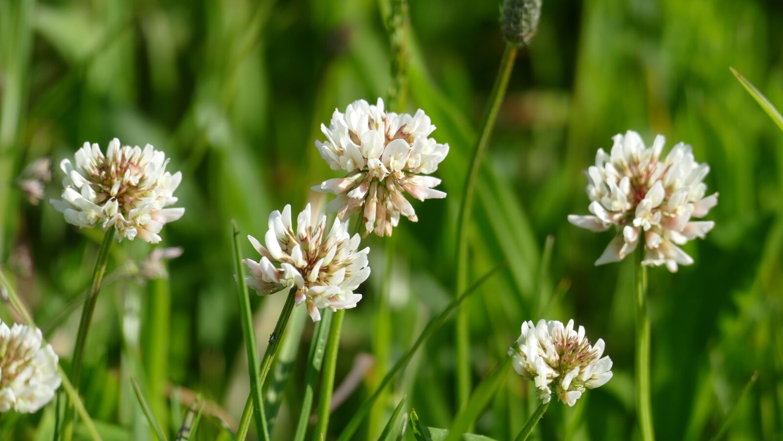 Leica V-Lux (Typ 114) sample photo. Flowers, meadow, klee photography