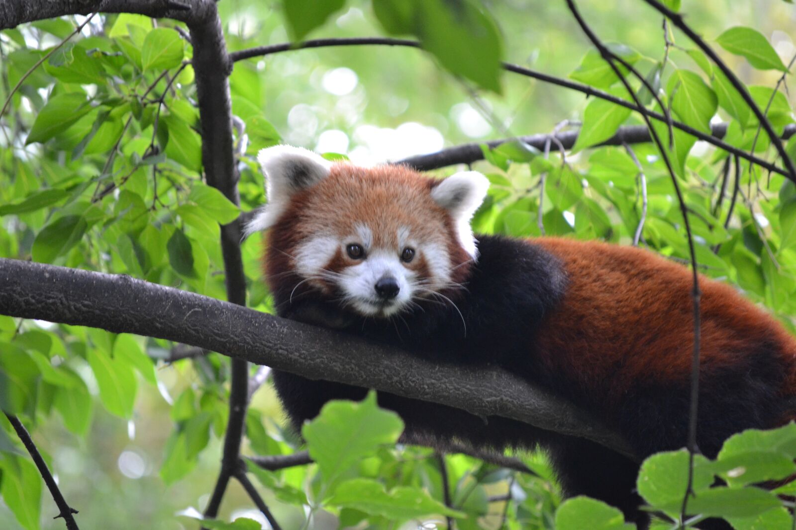 Nikon D3100 sample photo. Red panda, zoo, budapest photography