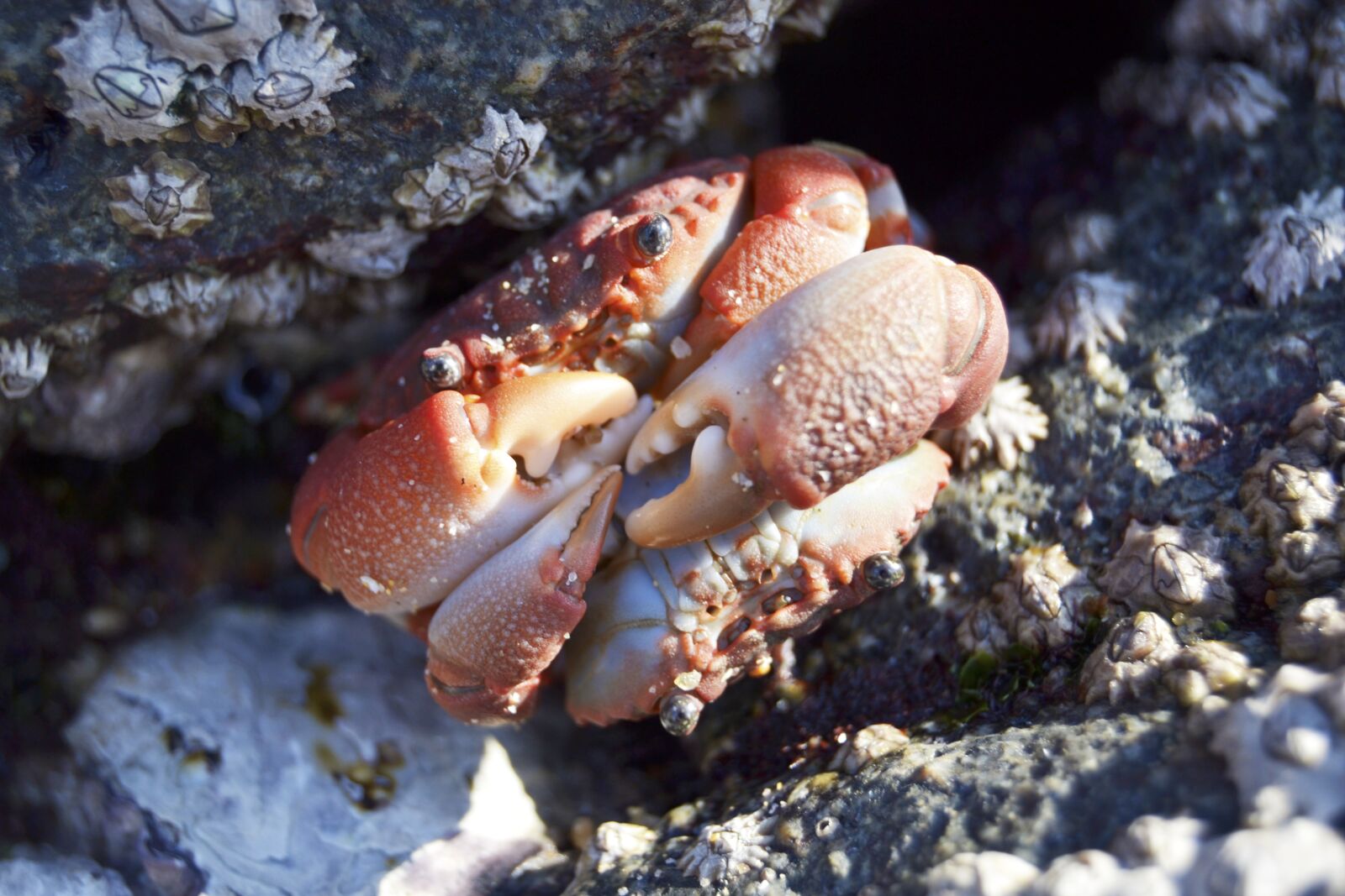 Nikon D3100 sample photo. Crab, crustacean, water photography