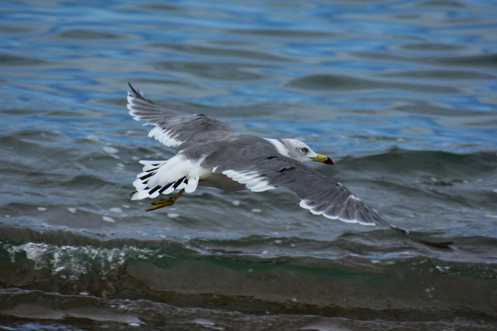Nikon D7200 sample photo. Animal, sea, beach photography