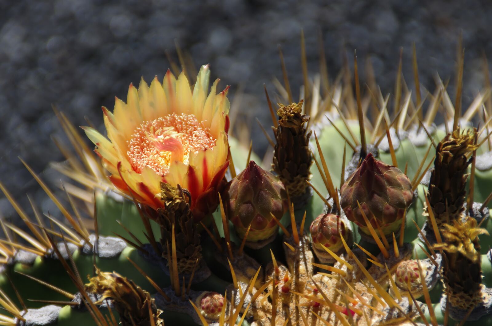 Pentax K-5 sample photo. Lanzarote, cactus, flower photography