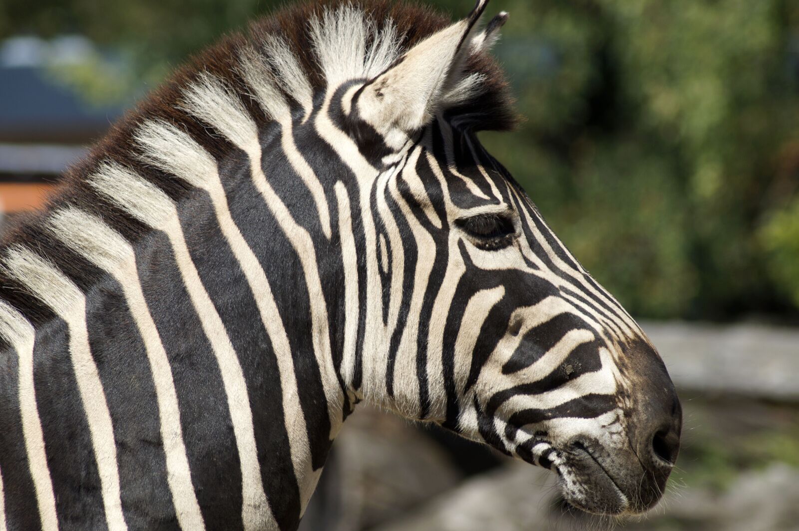 Sony SLT-A58 sample photo. Zebra, striped, stripes photography