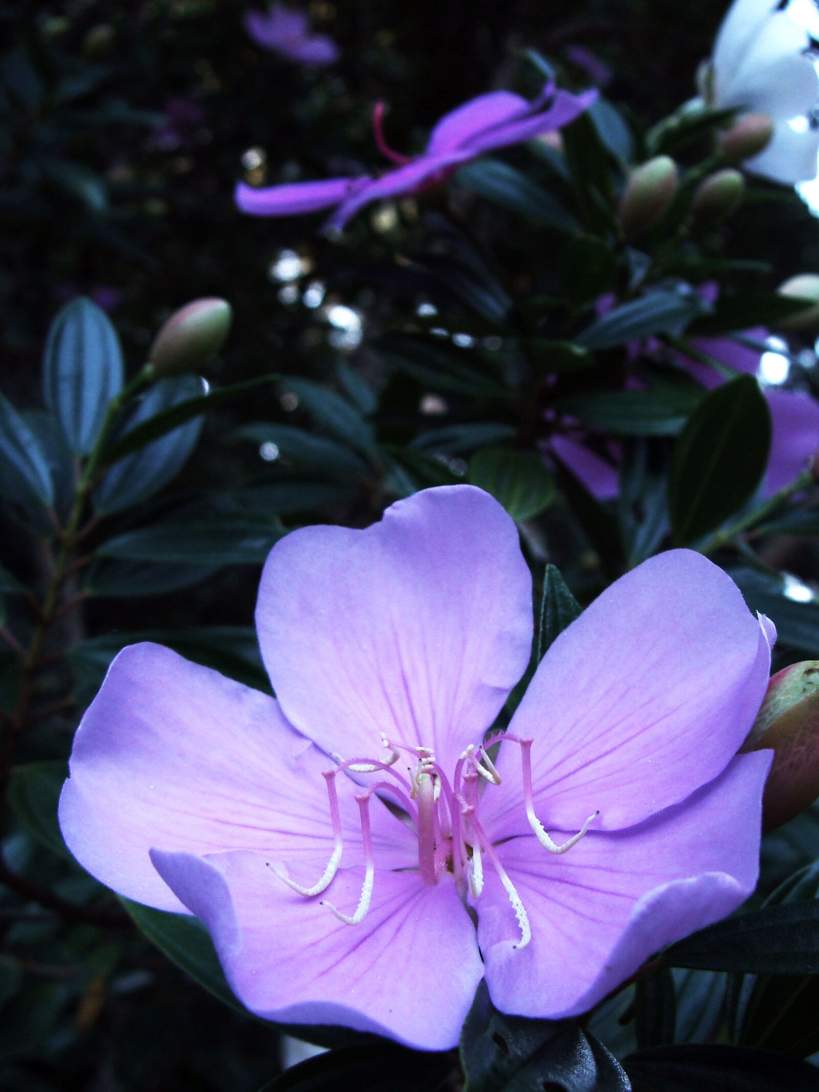 Sony DSC-H3 sample photo. Flower, lilac, petals photography