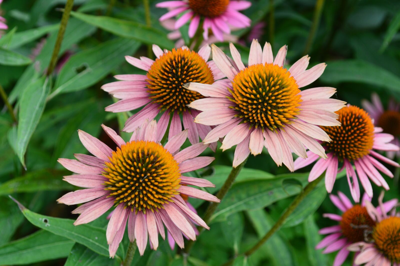 Nikon D3200 sample photo. Flowers, summer, spring photography