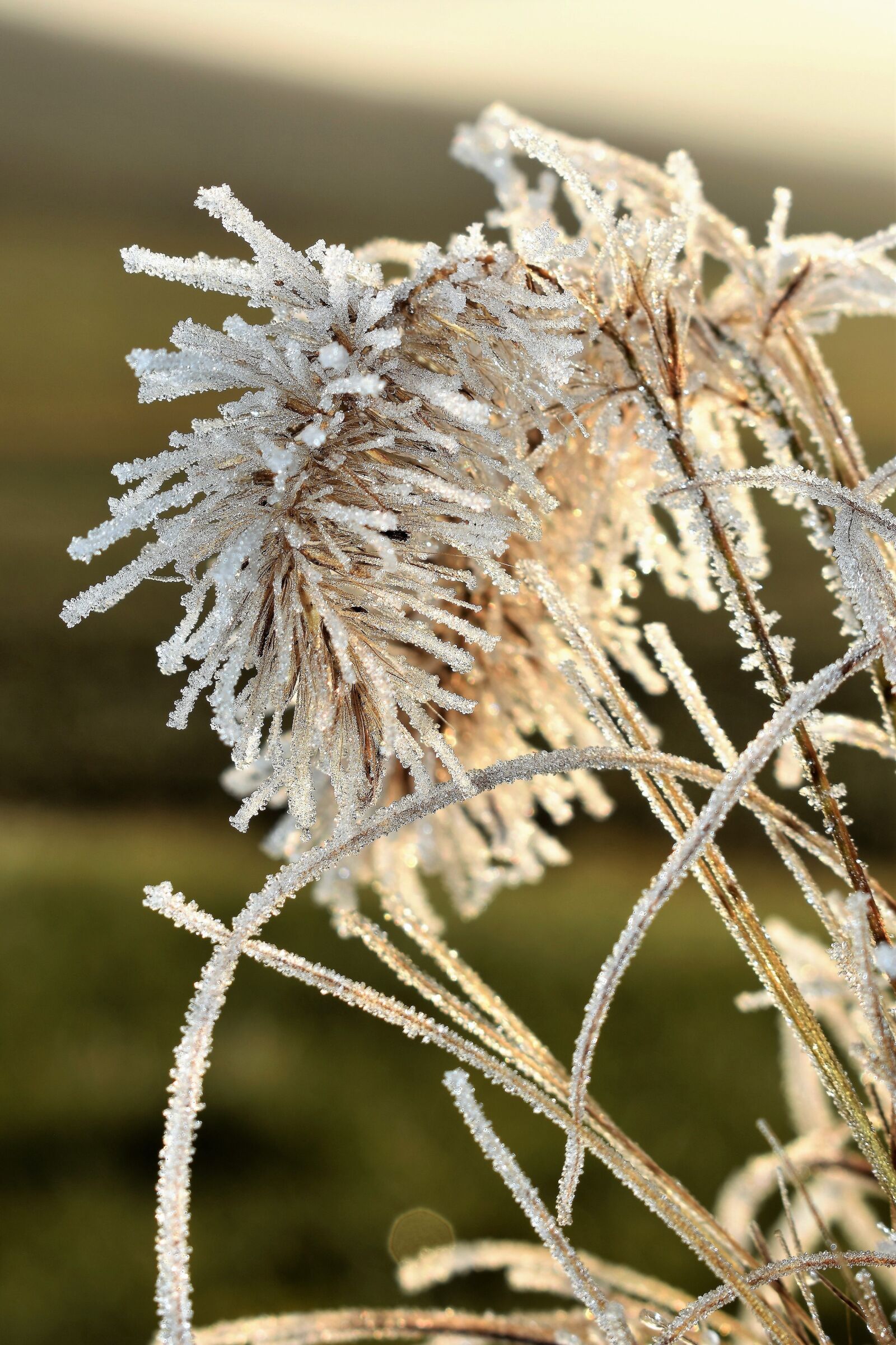 Nikon D5500 sample photo. Leaf, grass, frost photography