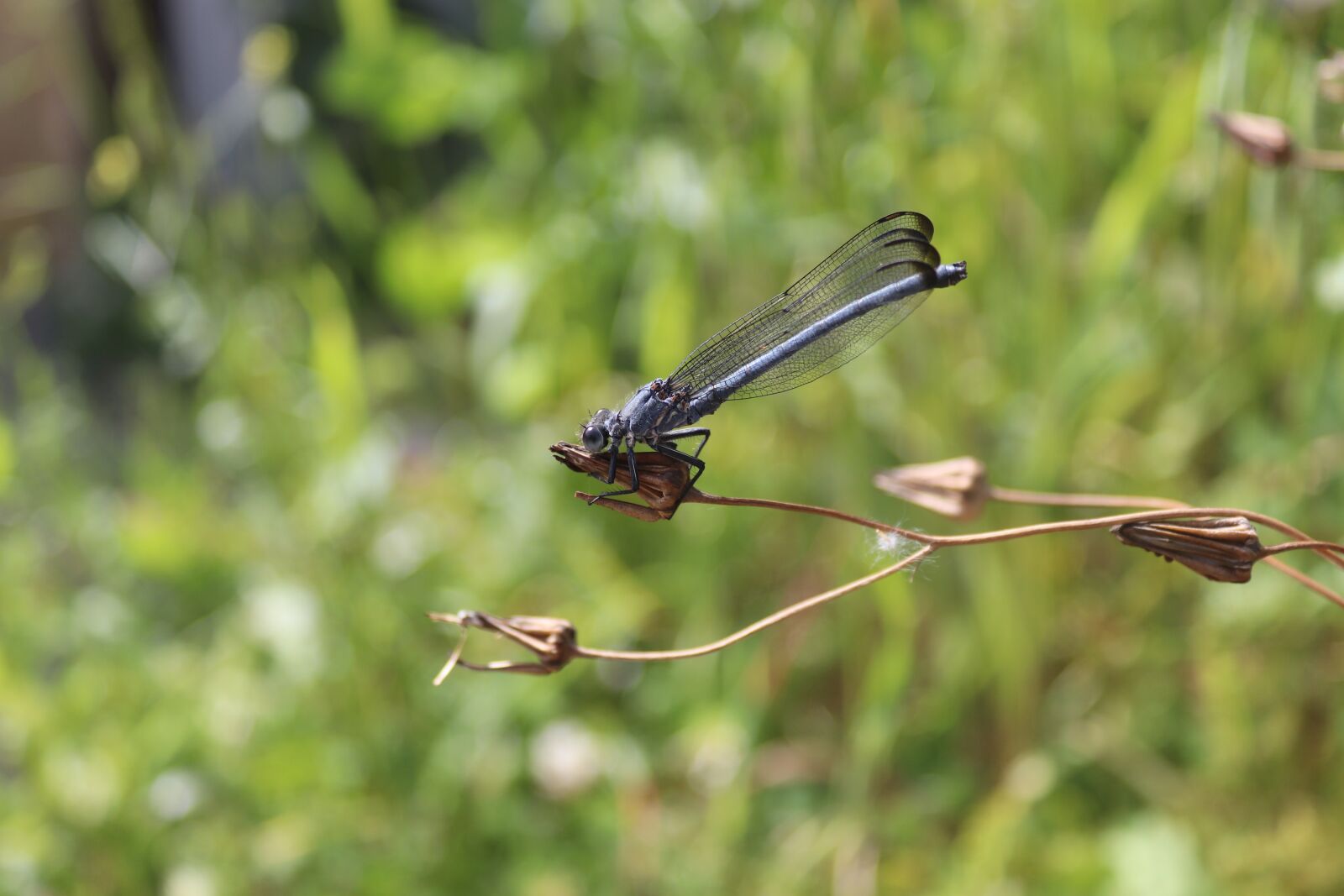 Canon EOS 200D (EOS Rebel SL2 / EOS Kiss X9) sample photo. Dragonfly, nature, insects photography