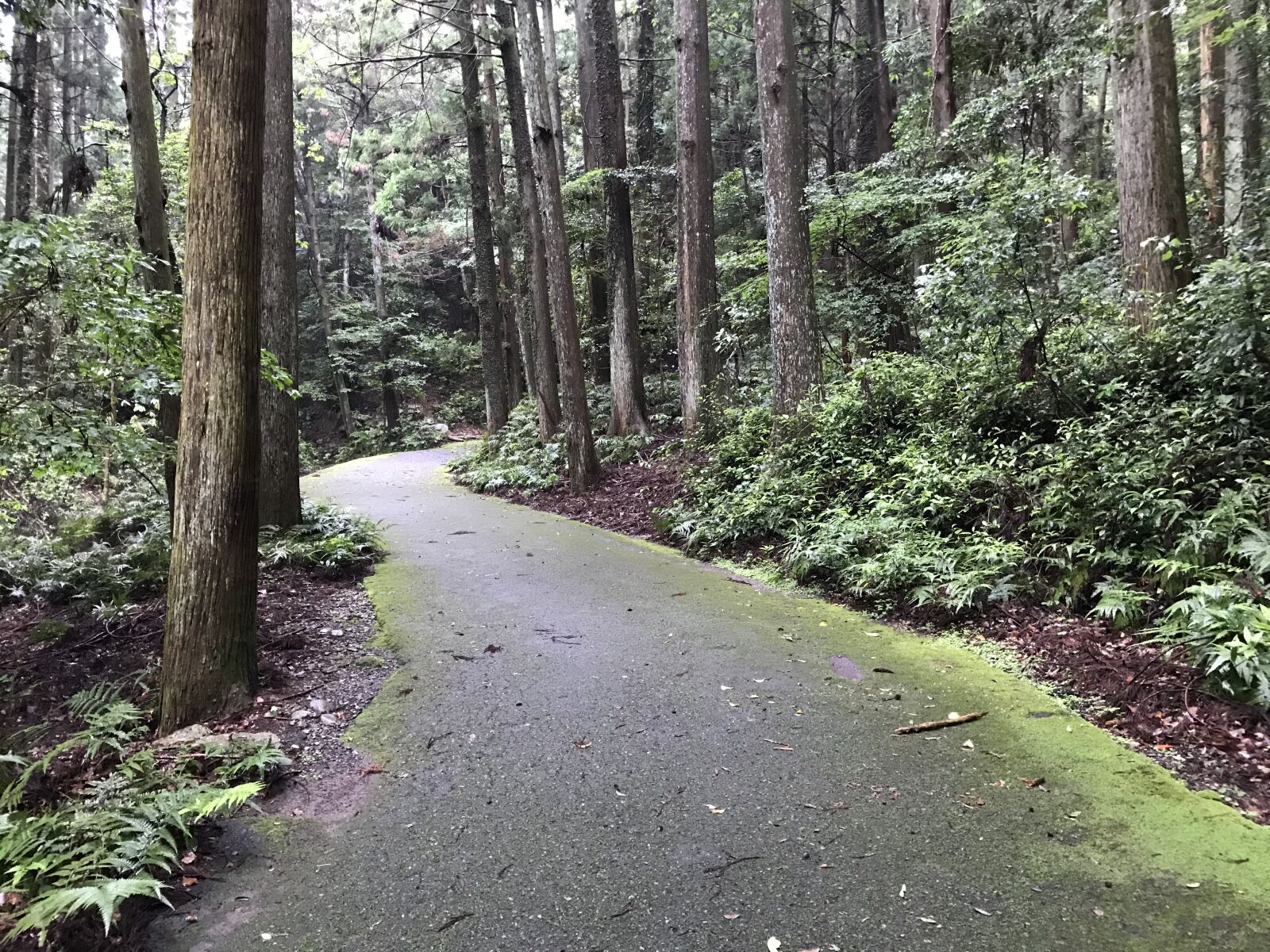 iPhone 7 back camera 3.99mm f/1.8 sample photo. Mountain, road, wood photography