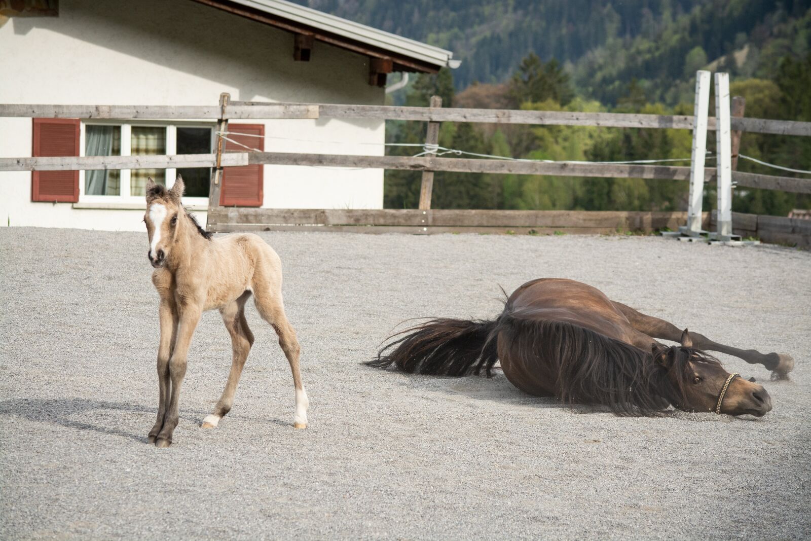 Nikon D7100 sample photo. Foal, newborn horse, equine photography