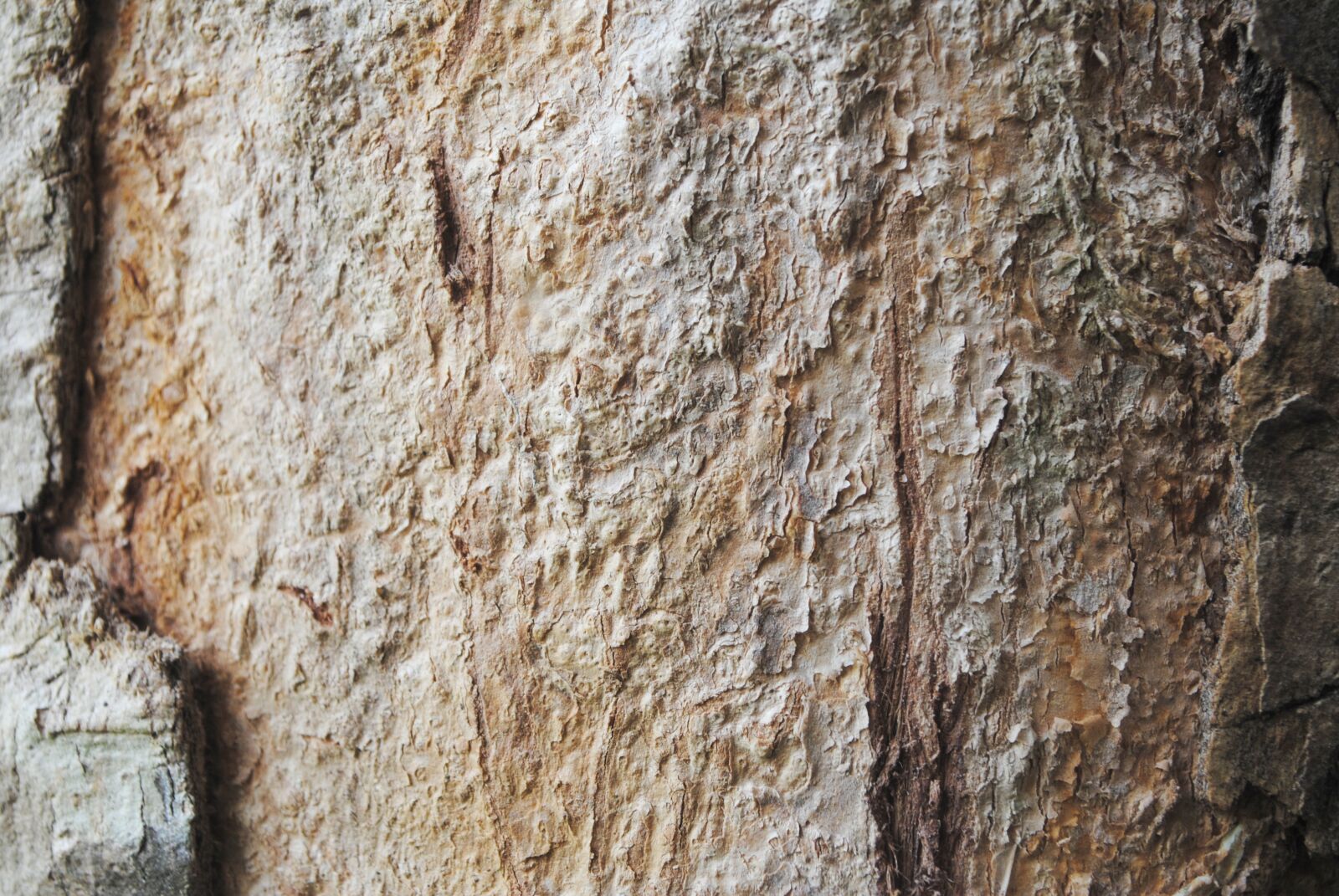 Nikon D3000 sample photo. Tree, rough, forest photography