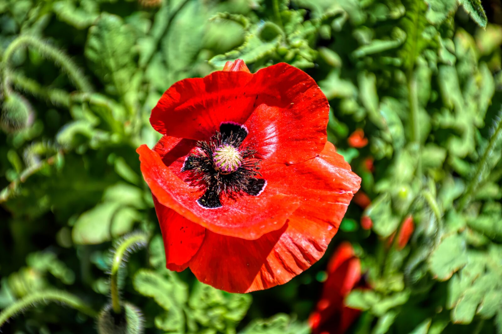 Nikon D5500 sample photo. Poppy, flower, nature photography