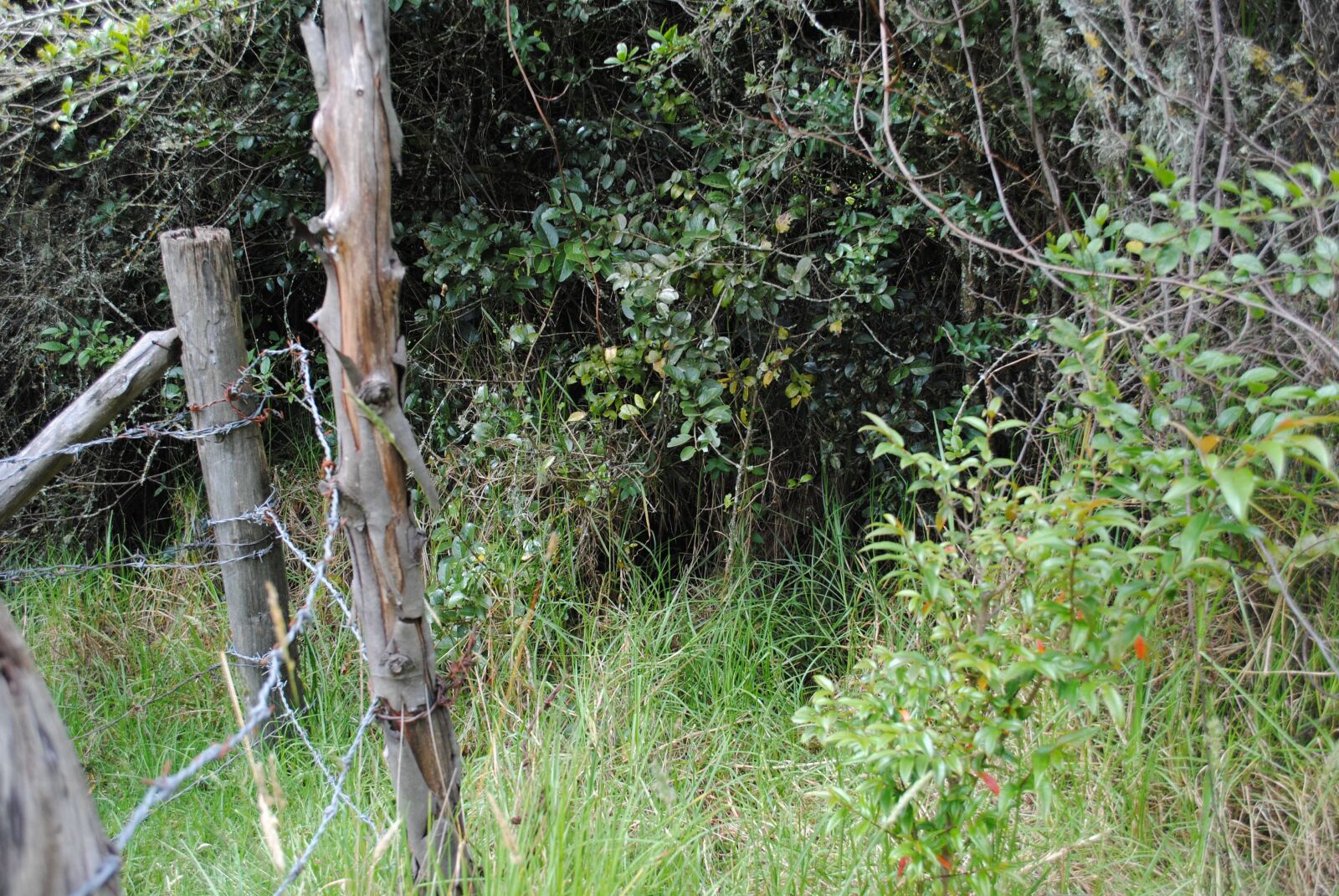 Nikon D3000 sample photo. Landscape, natural, monserrate photography
