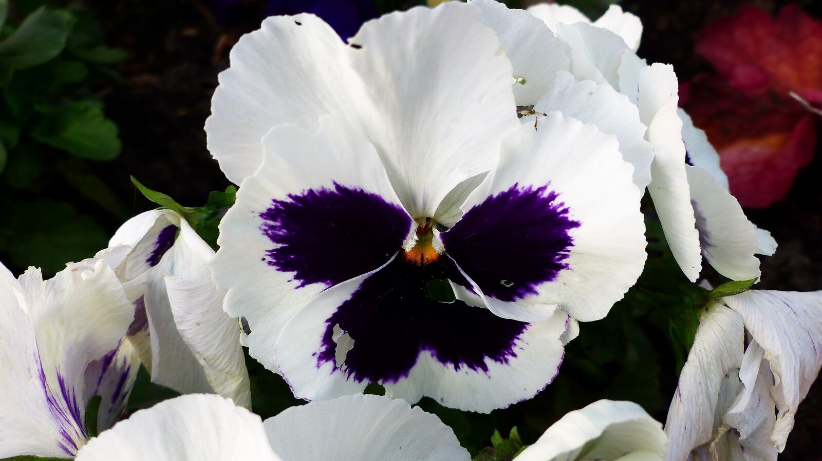 Panasonic Lumix DMC-FZ200 sample photo. Flower, nature, plant photography