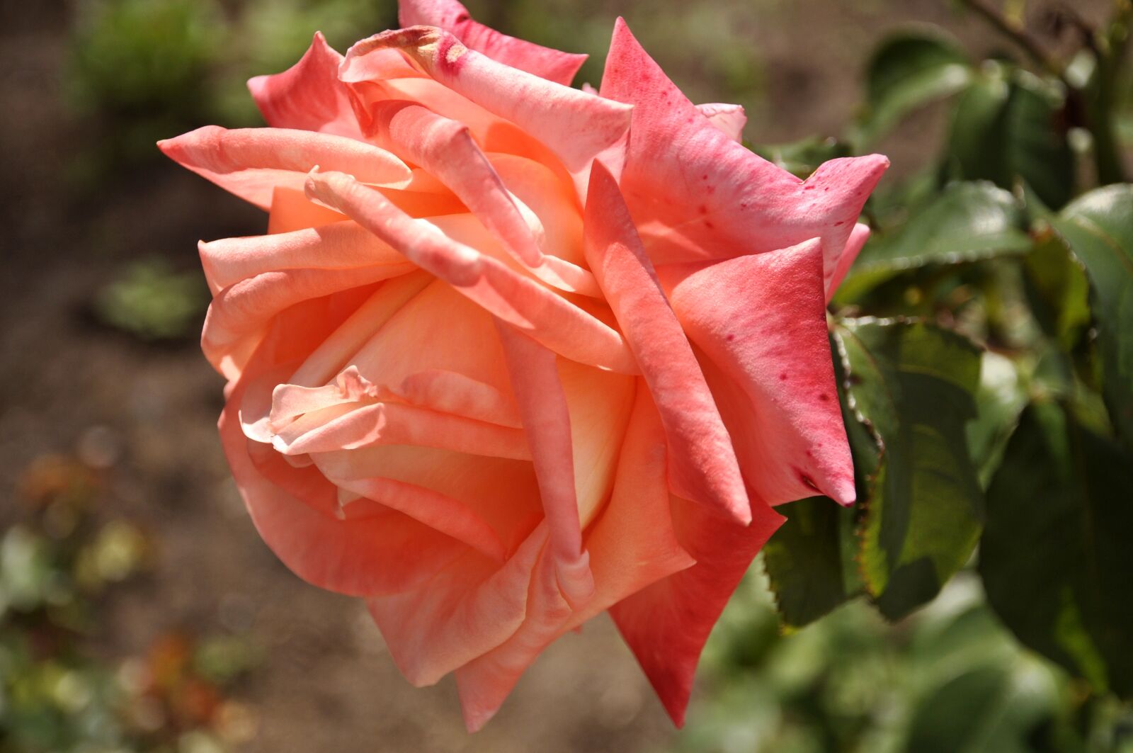Nikon D5000 sample photo. Flower, nature, plant photography