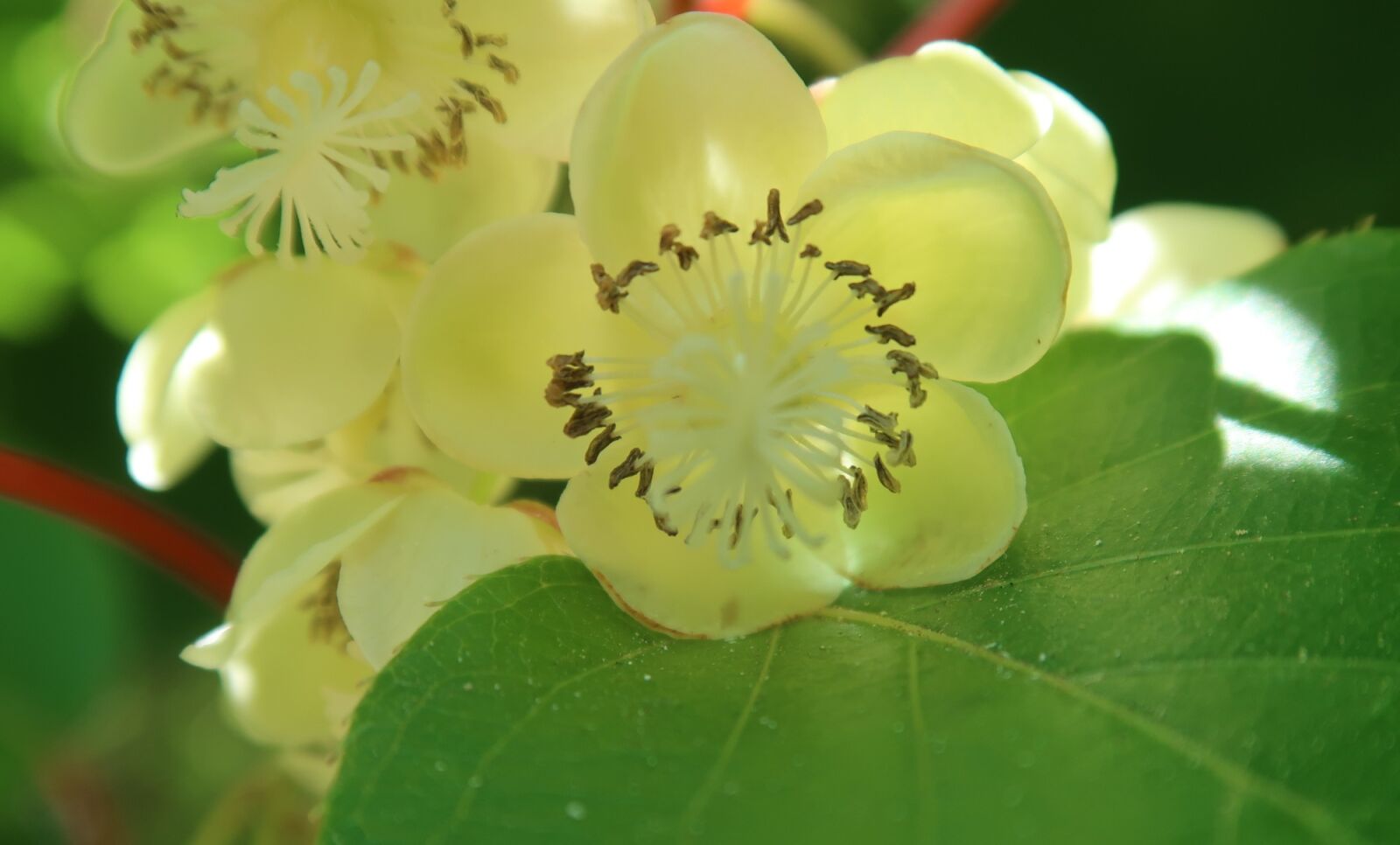 Canon PowerShot G7 X Mark II sample photo. Flower, kiwi, flowering photography
