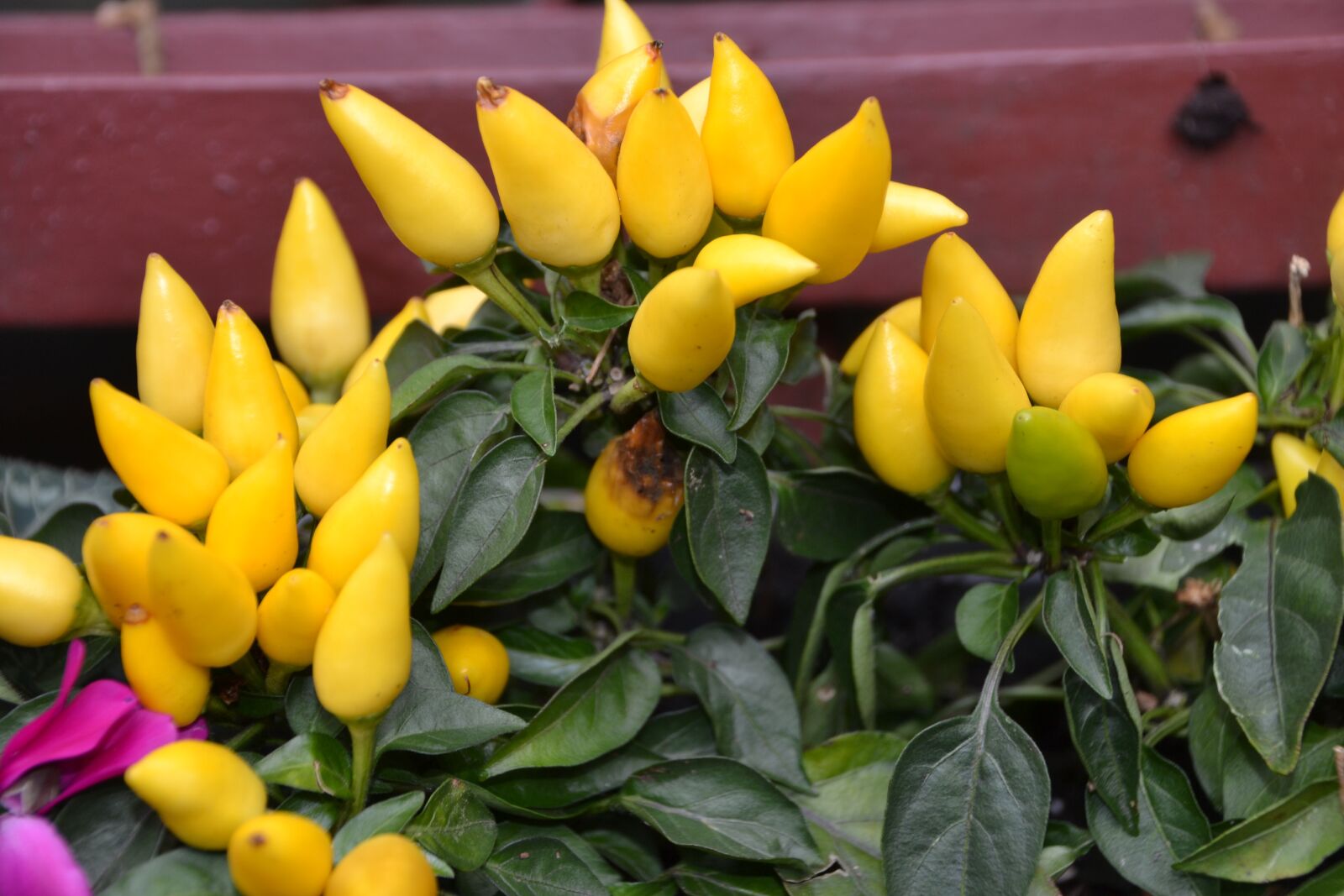 Nikon D3100 sample photo. Flower, plant, bud photography
