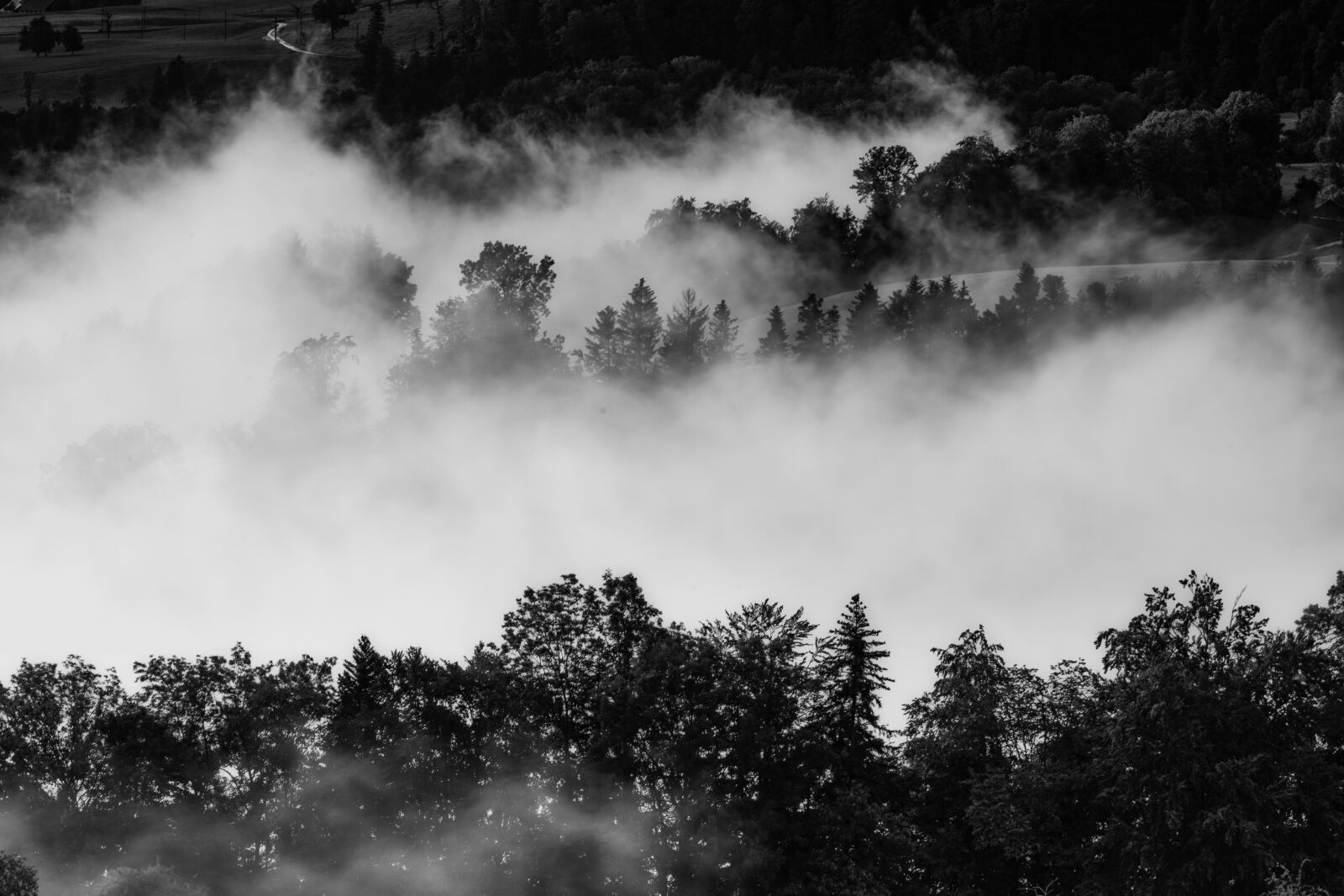 Nikon Z7 sample photo. Trees, fog, mist photography