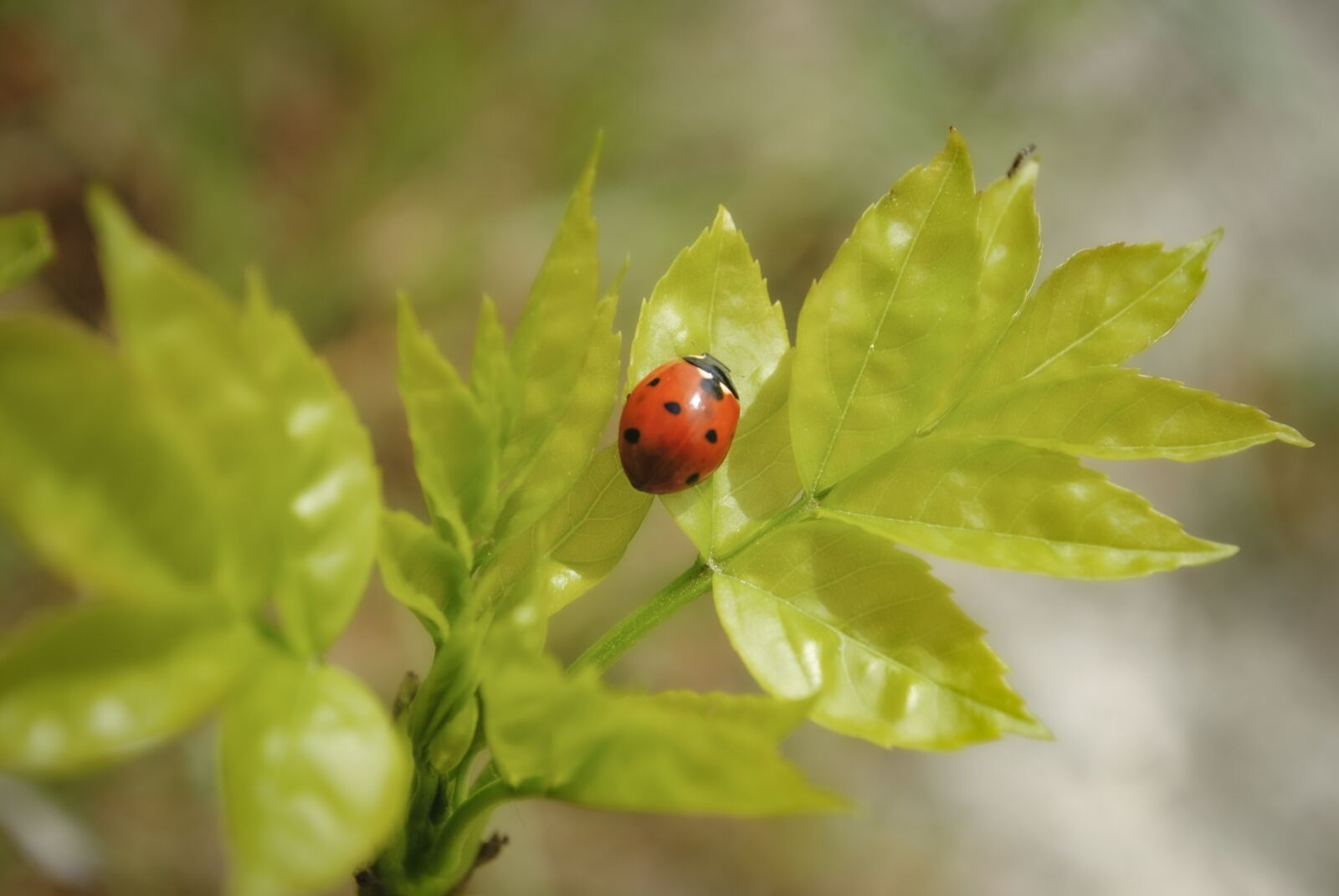 Nikon D3000 sample photo. Ladybug, leaflet, green photography