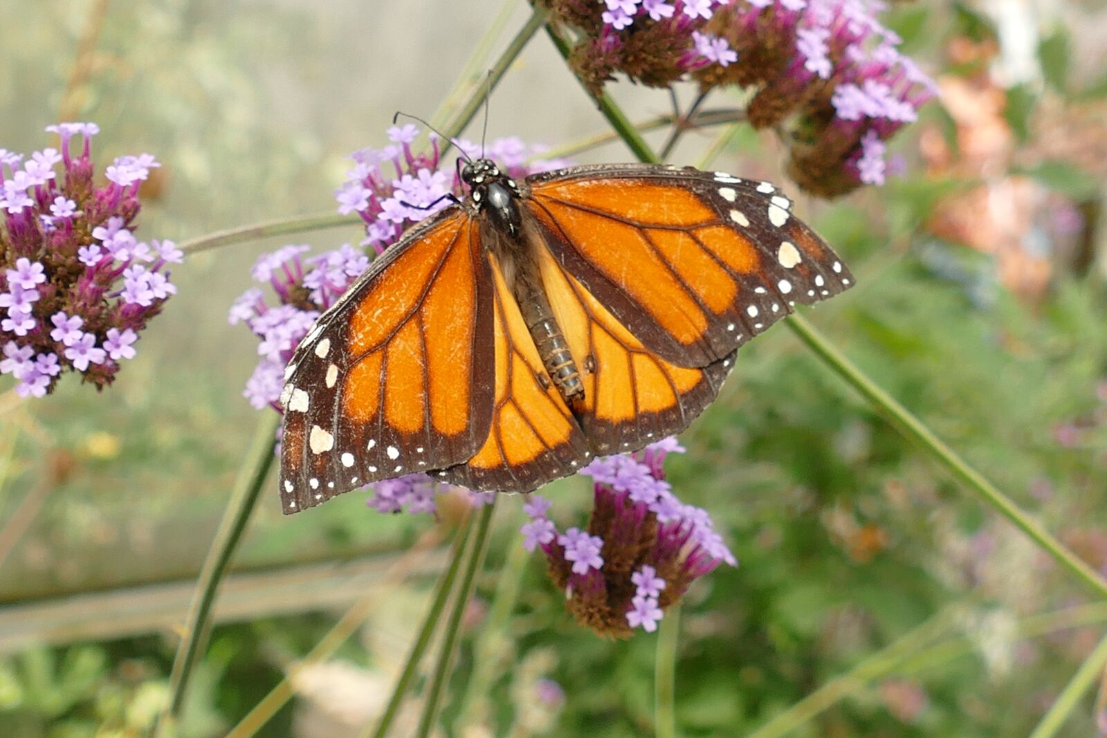 Panasonic Lumix DMC-FZ1000 sample photo. Monarch butterfly, butterfly, monarch photography