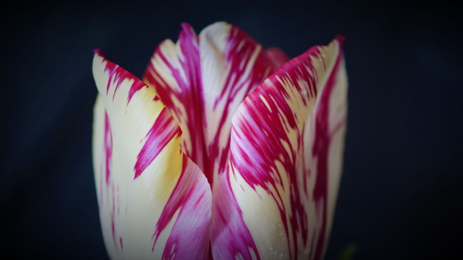 Sony a6000 sample photo. Tulip, flower, background photography