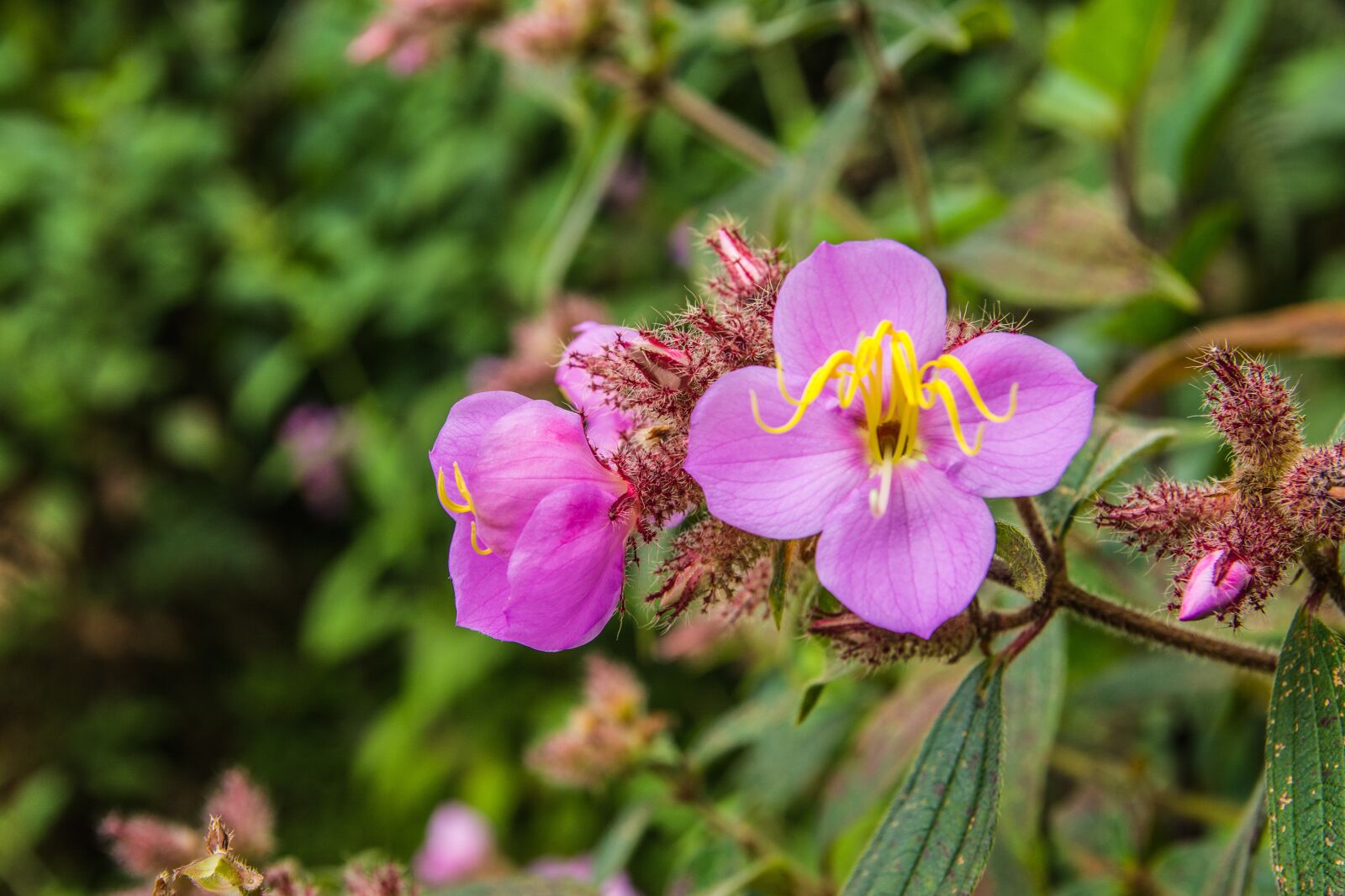 Nikon D7100 sample photo. Flower, nature, purple flowers photography