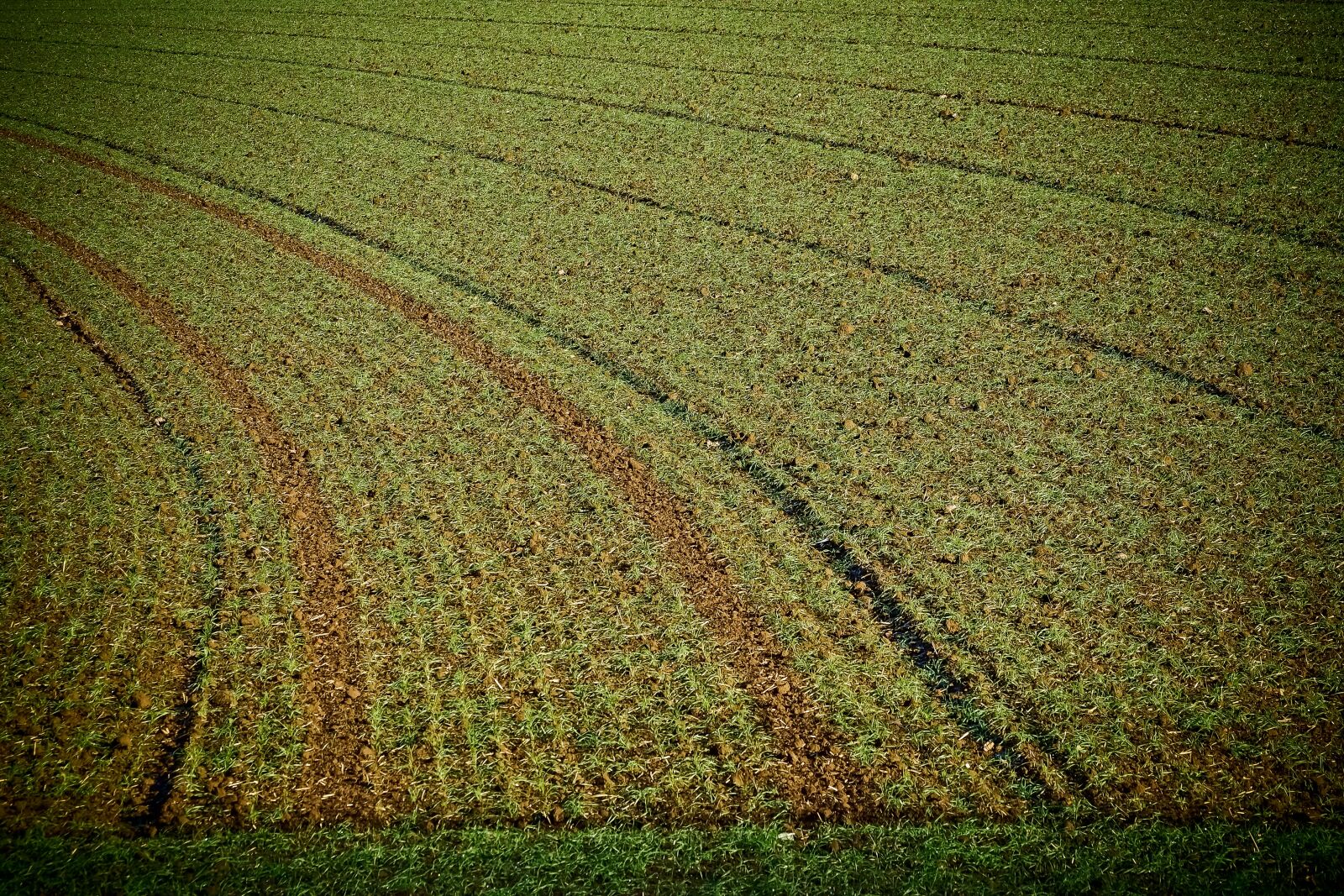 Olympus OM-D E-M10 sample photo. Landscape, field, nature photography