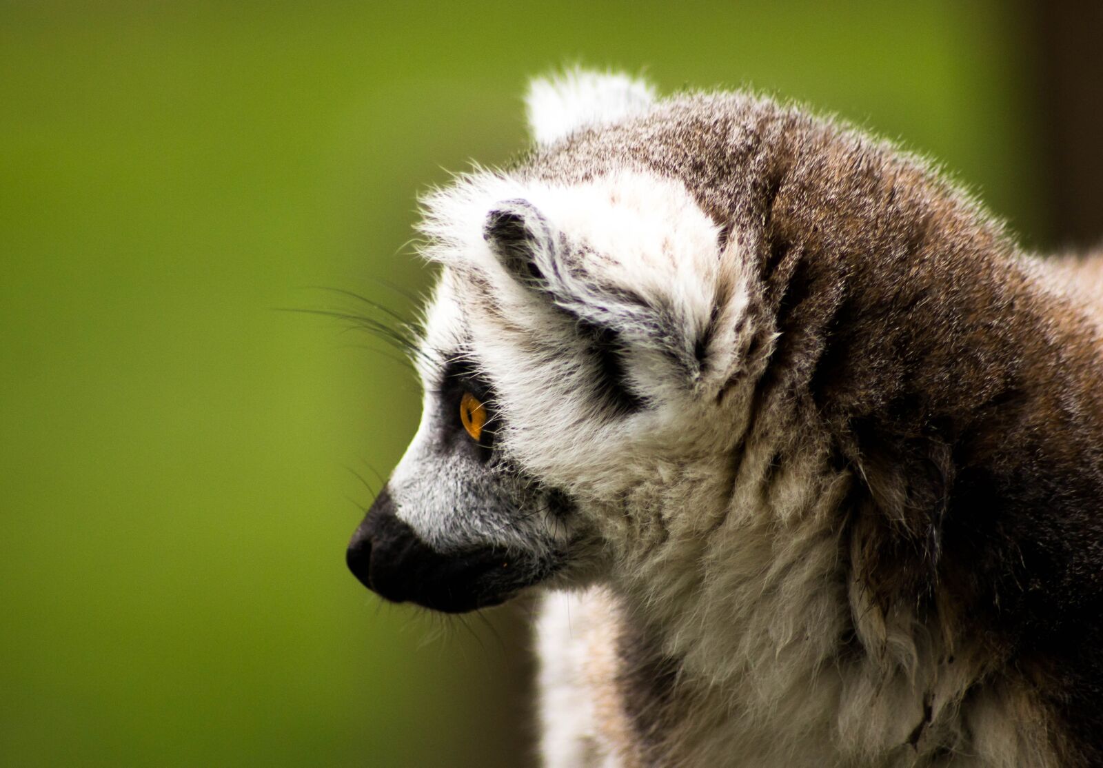 Canon EOS 550D (EOS Rebel T2i / EOS Kiss X4) sample photo. Ring tailed lemur, madagascar photography