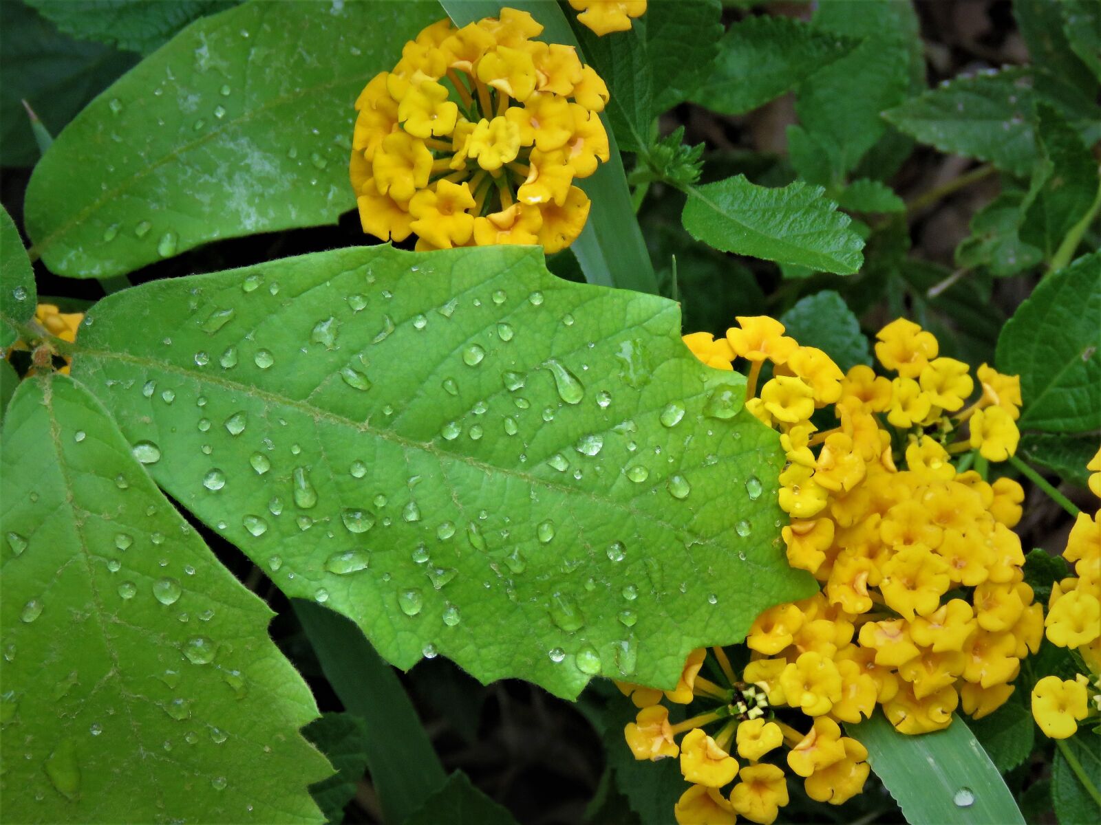 Canon PowerShot SX60 HS sample photo. Rain drops, green leaf photography
