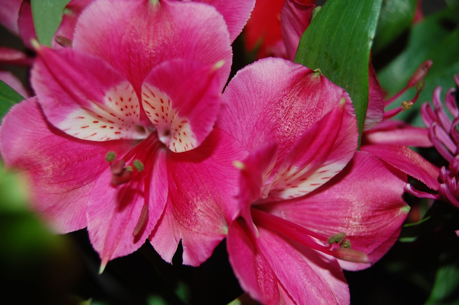 Nikon D40 sample photo. Pink, floral, spring photography