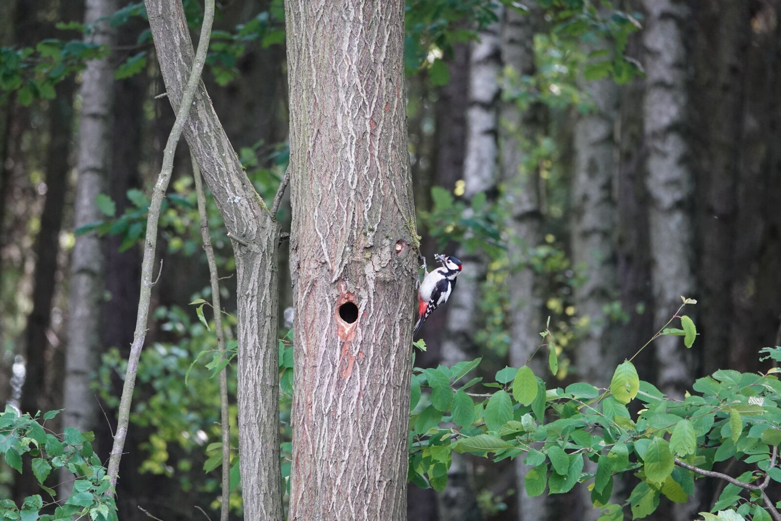 Sony Cyber-shot DSC-RX10 IV sample photo. Tree, forest, woodpecker photography