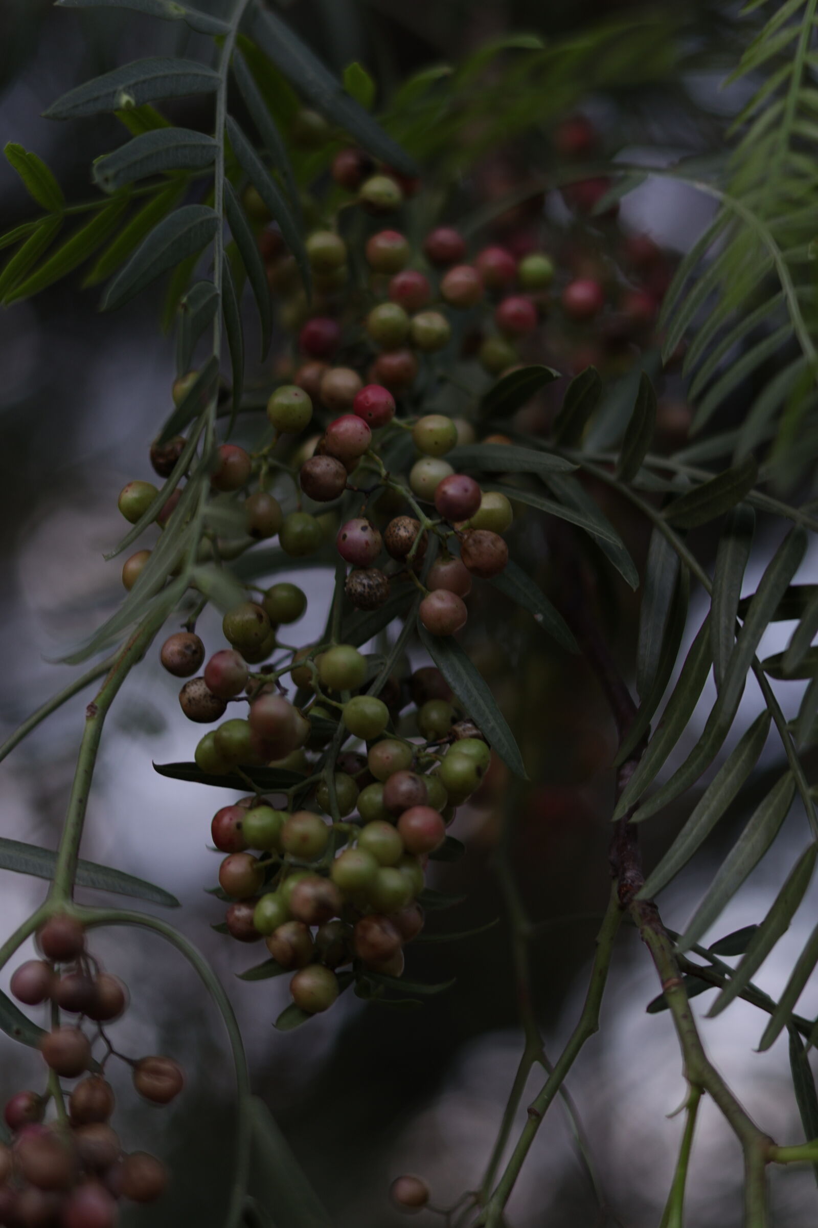 Canon RF 50mm F1.8 STM sample photo