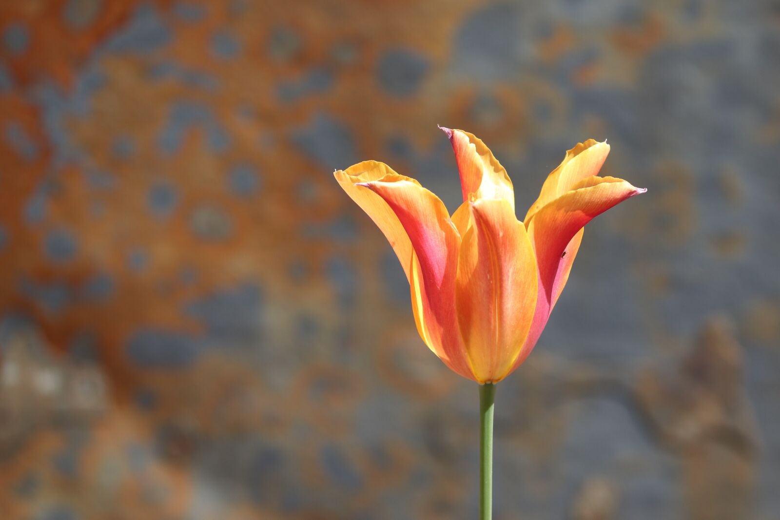 Canon EOS 200D (EOS Rebel SL2 / EOS Kiss X9) sample photo. Tulip, half closed, blossom photography