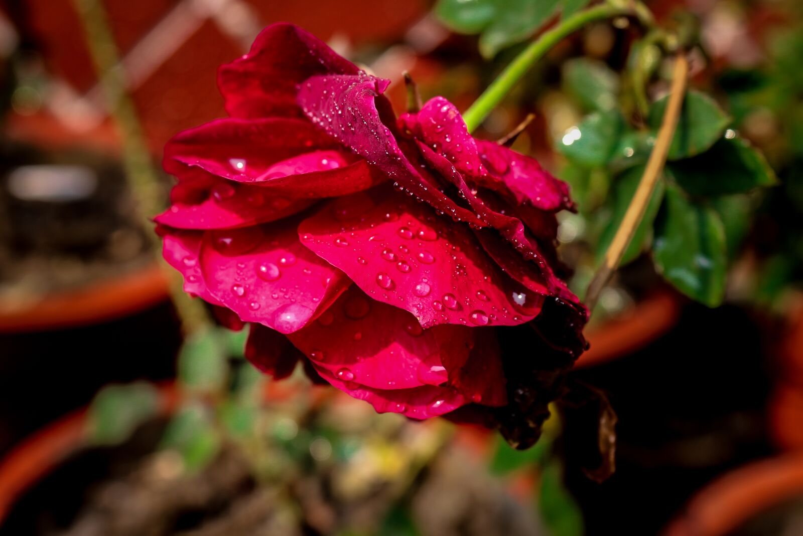 Canon EOS 700D (EOS Rebel T5i / EOS Kiss X7i) sample photo. Rose, water drops, nature photography
