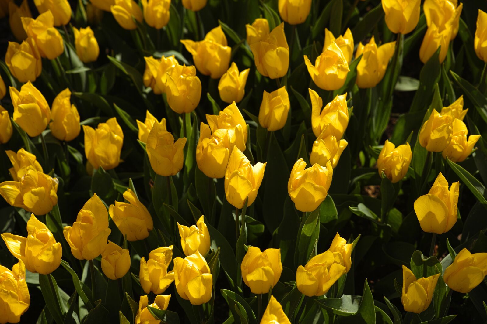 Sigma DP3 Merrill sample photo. Yellow, tulips, flower photography