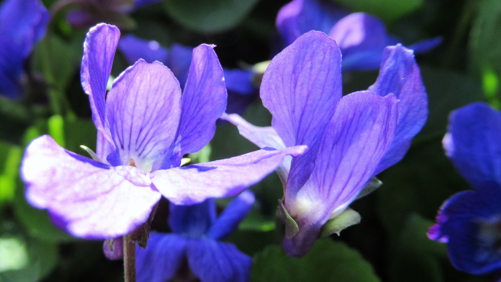 Canon PowerShot SX620 HS sample photo. Flower, purple, flora photography
