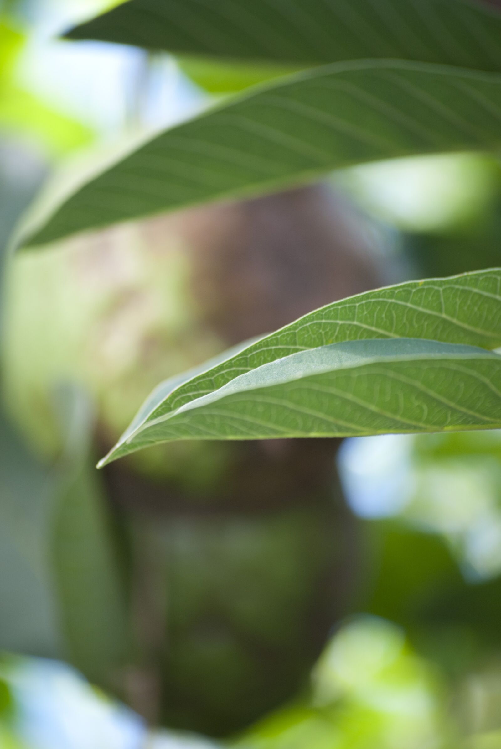 Nikon D3000 sample photo. Leaves, plant, tree photography